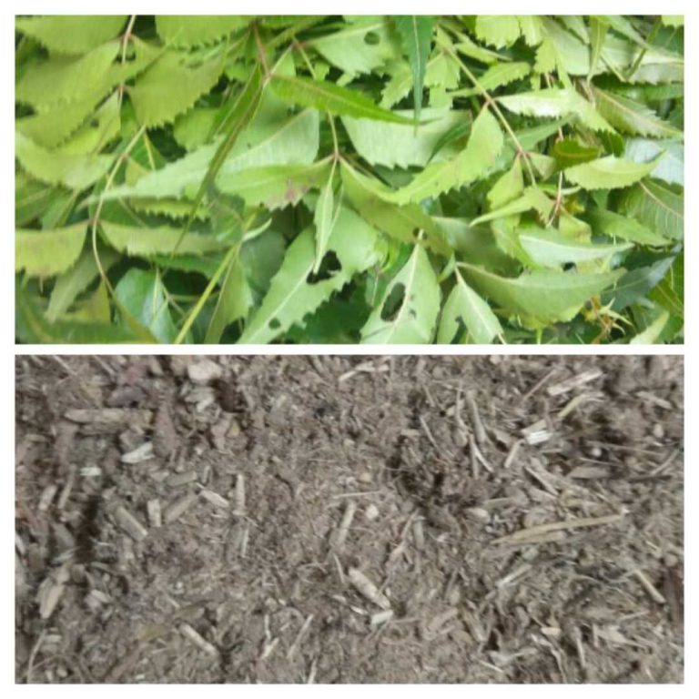 ಕೂದಲು ಹಾಗೂ ತ್ವಚೆಯನ್ನು ನೈಸರ್ಗಿಕವಾಗಿ ಕಾಪಾಡೋದು ಹೇಗೆ ಗೊತ್ತ?