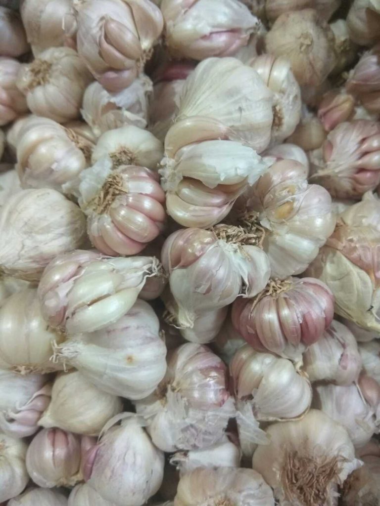 ಪ್ರತಿದಿನ ಬೆಳ್ಳುಳ್ಳಿ ಸೇವನೆಯಿಂದ ಆಗುವ ಪ್ರಯೋಜನಗಳನ್ನು ತಿಳಿಯಿರಿ