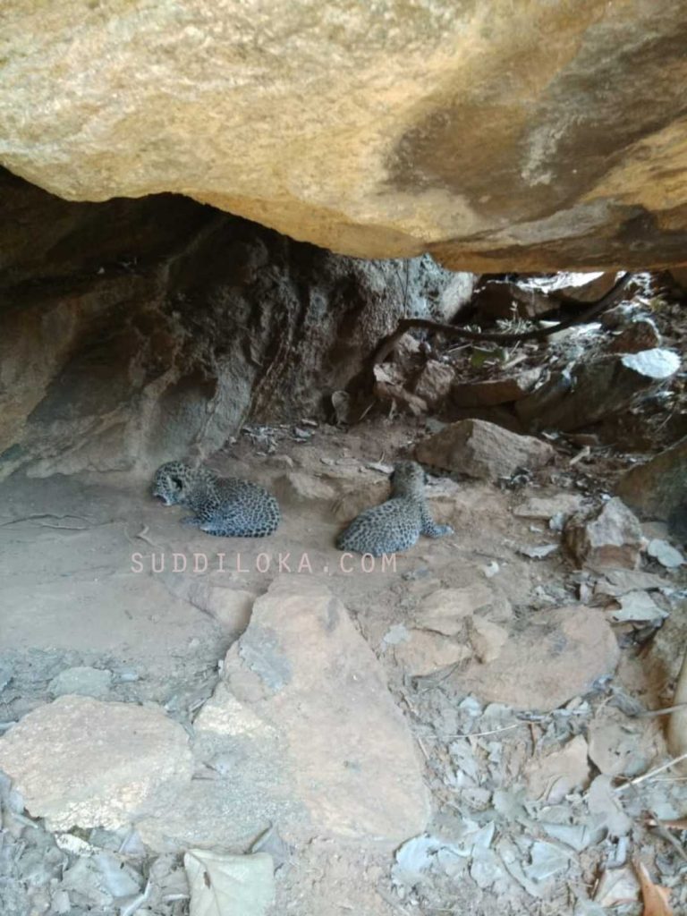 ಡಿಸಿಎಂ ತವರಲ್ಲಿ ಬೀಡು ಬಿಟ್ಟ ಹಂಟರ್ ಫ್ಯಾಮಿಲಿ: ಬೆಸ್ತು ಬಿದ್ದ ಗ್ರಾಮಸ್ಥರು