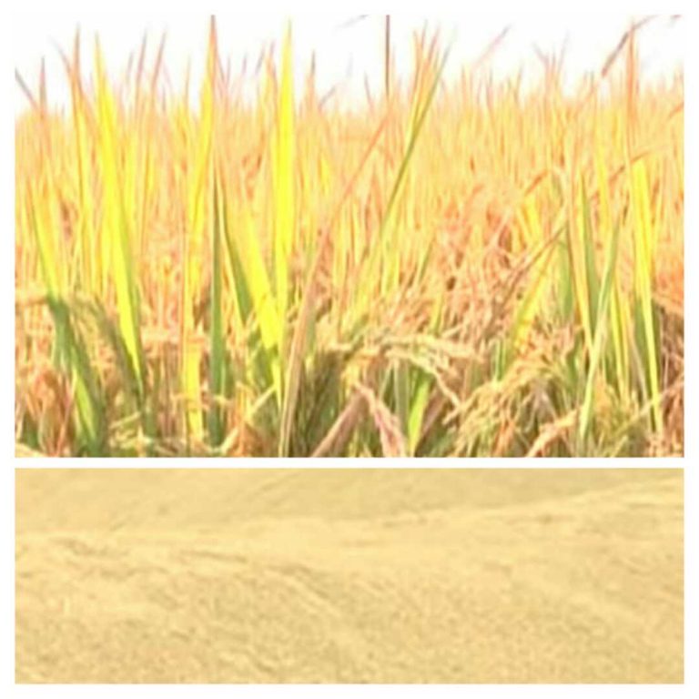 ಕೇಂದ್ರದಿಂದ ರೈತರಿಗೆ ಭರ್ಜರಿ ಗಿಫ್ಟ್: ಮುಂಗಾರಿನ 14 ಬೆಳೆಗಳಿಗೆ ಬೆಂಬಲ ಬೆಲೆ ಘೋಷಣೆ