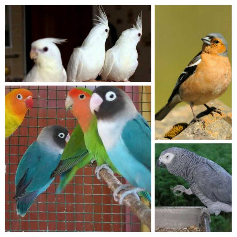 HAL ಮಾರುಕಟ್ಟೆಯಲ್ಲಿ ಮಾತನಾಡುವ ಗಿಳಿಯ ಕಳ್ಳತನ!