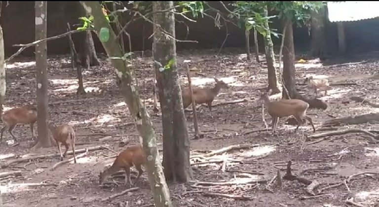 ನಾಯಿಗಳ ದಾಳಿಗೆ ಬಲಿಯಾದ ಕಾಡು ಕುರಿಗಳು!